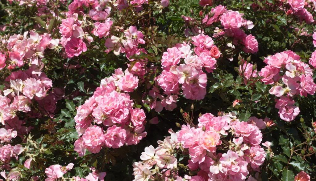 Max Vita photo MaxVita_zps0af4078c.jpg